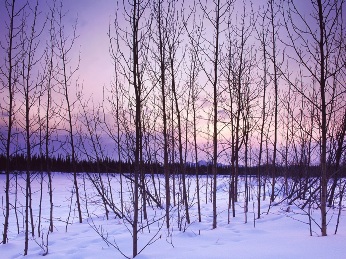 Winter Trees
